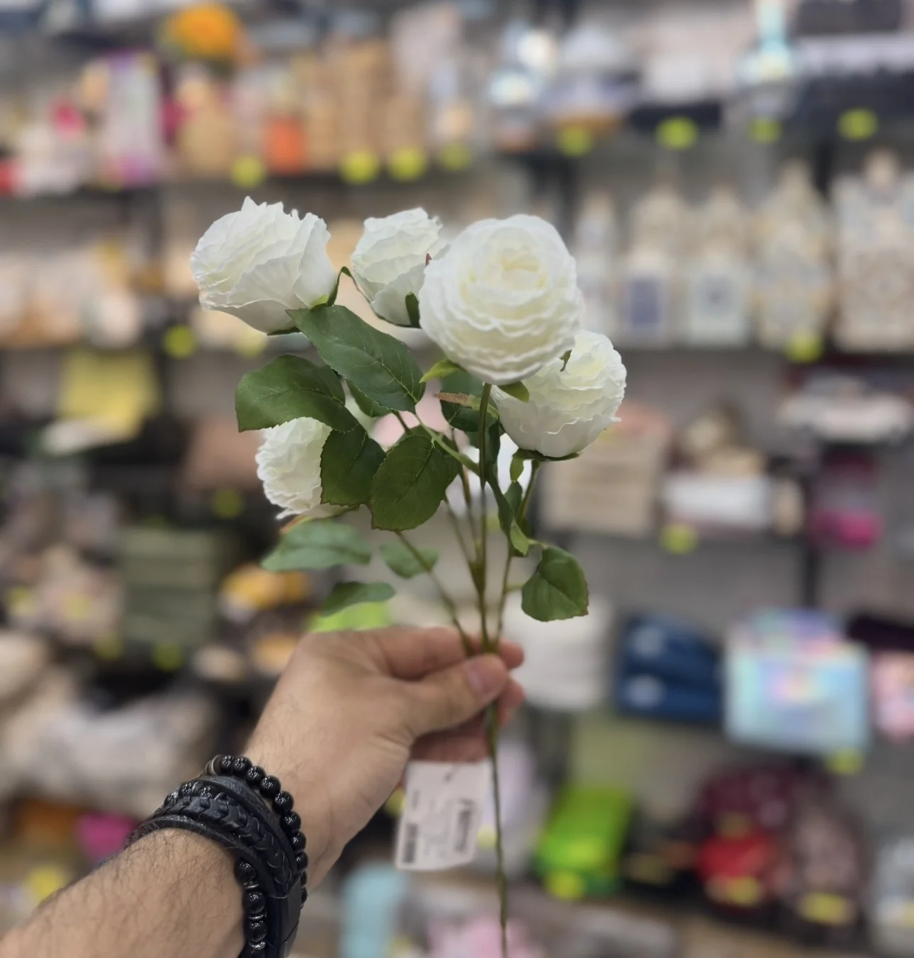 Rose Blanche Romance