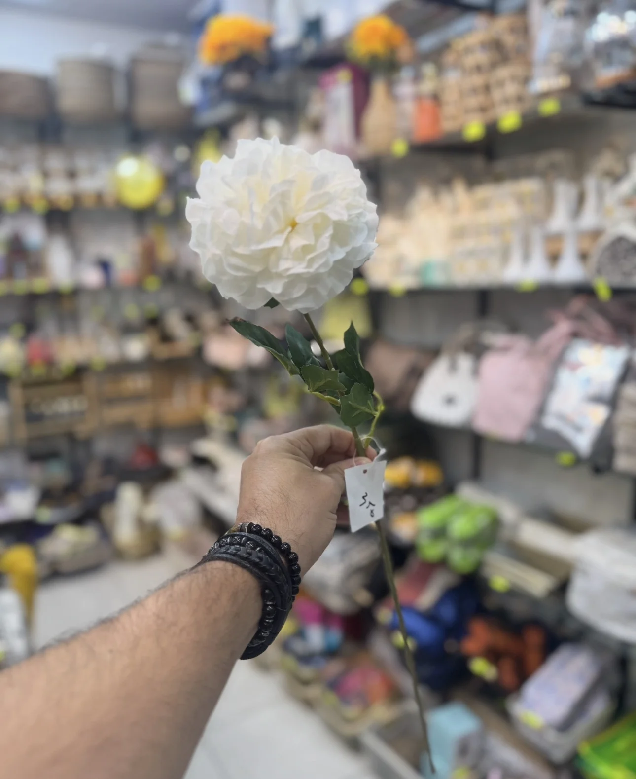 Rose blanche